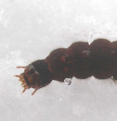 Cantharis fusca larva