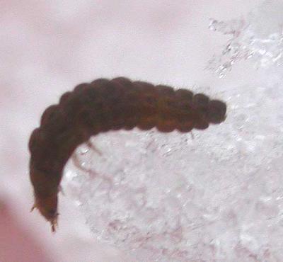 Cantharis fusca larva