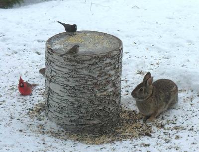 rabbit & friends