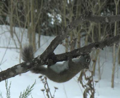 squirrel drinking maple sap