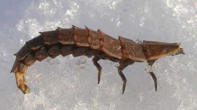 firefly larva --side view