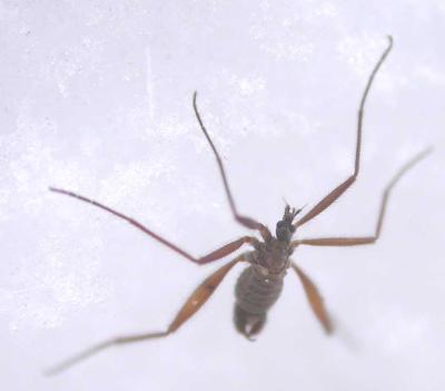 Chionea sp.  - (wingless snow cranefly) - view 1