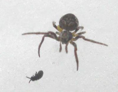spider #1 with parasitoid(?) - view 1