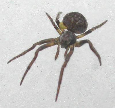 spider #1 with parasitoid(?) - view 2