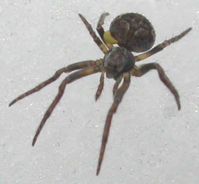 spider  #1 with parasitoid(?) - view 2 (enlarged view)