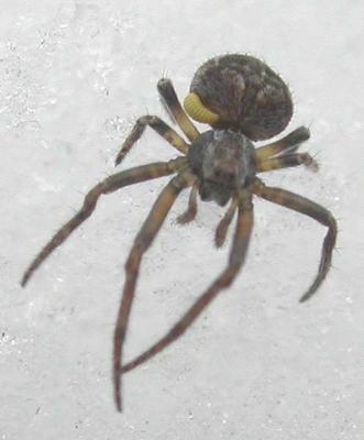 spider #1 with parasitoid(?) - view 3