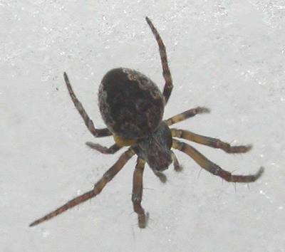 spider #1 with parasitoid(?) - view 4