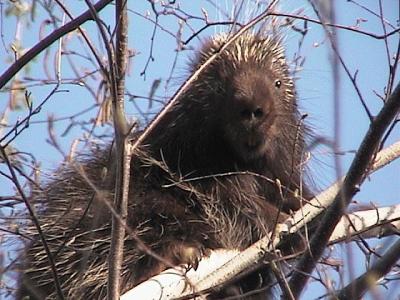 porcupine - view 3