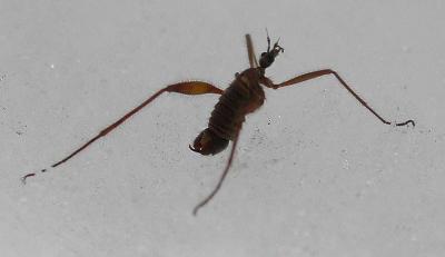 Chionea sp (Wingless snow cranefly) - view 3