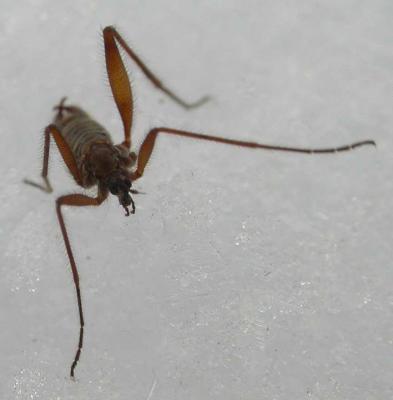 Chionea sp (Wingless snow cranefly) - view 4