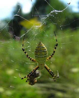 Argiope trifasciata with prey