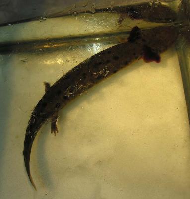 mudpuppy-33