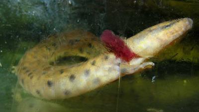 mudpuppy-6