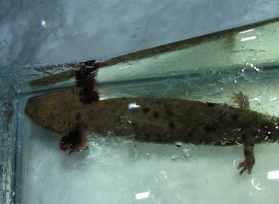 mudpuppy-16