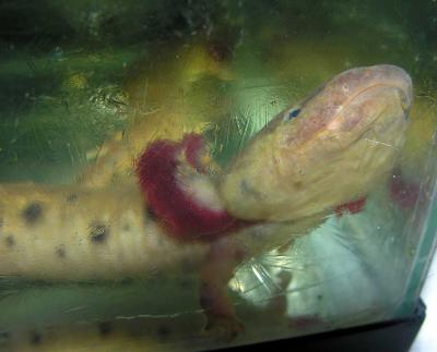 mudpuppy-17