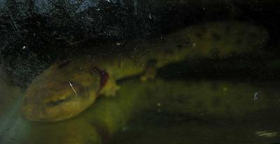 mudpuppy-26