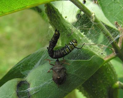 Picromerus bidens with Monarch caterpillar
