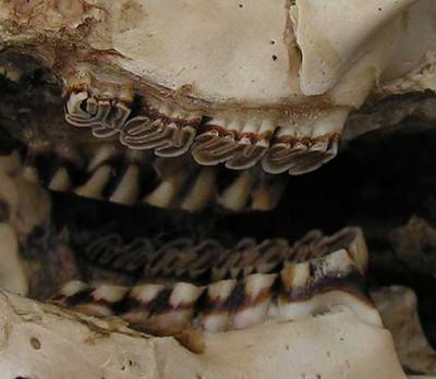 beaver teeth