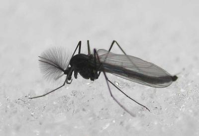 feathery antennae is a male midge - family Chironomidae