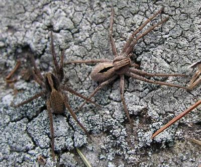 Wolf Spider (Lycosidae) and Thanatus formicinus