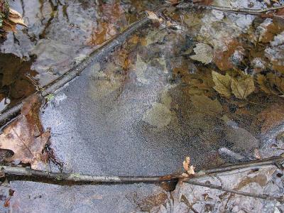 Hypogastrura(?) on surface of stream