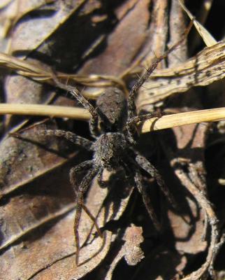 Pardosa (?) wolf spider