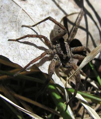 Wolf Spider 3-2