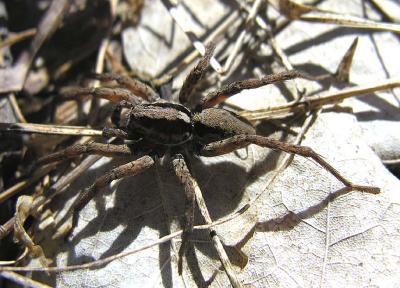 Wolf Spider 4-1