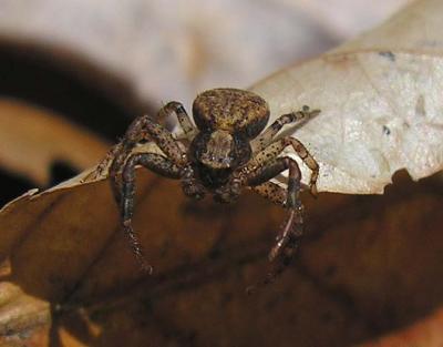 crab spider - view 2