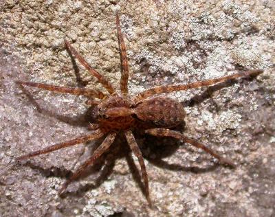 Wolf Spider 1-1