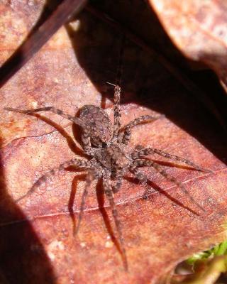 Wolf Spider - Pardosa?