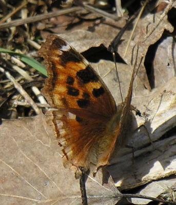 Compton's Tortoiseshell