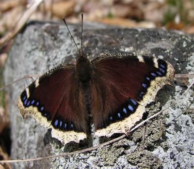 Mourning Cloak