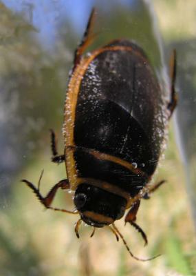 Predaceous Diving Beetle - Dytiscus dauricus? - 1