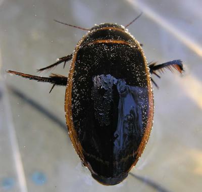 Predaceous Diving Beetle - Dytiscus dauricus? - 2