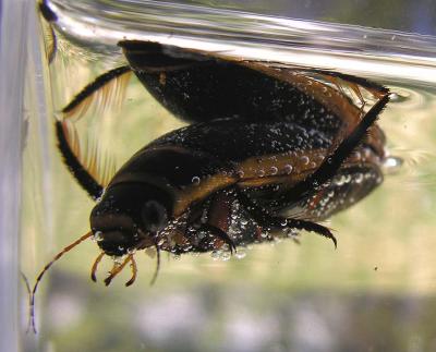 Predaceous Diving Beetle - <i>Dytiscus dauricus?</i> - 3