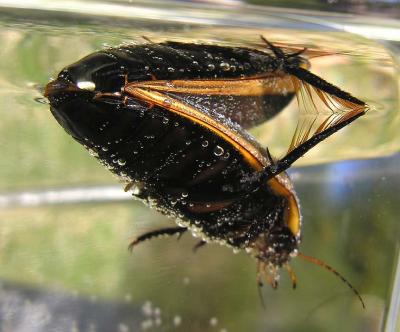 Predaceous Diving Beetle - Dytiscus dauricus? - 4