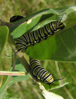 monarch-cat-pair-small.jpg