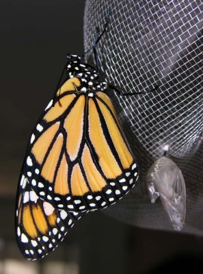 monarch-eclose-large.jpg