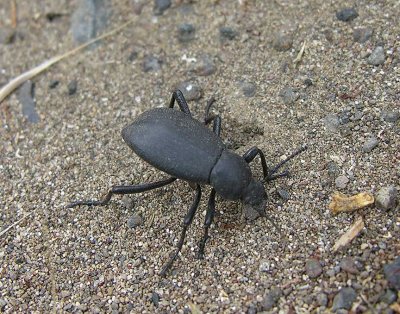 beetle found in grasses at John Day River park