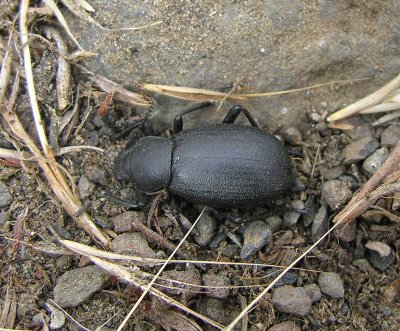 beetle found under rock at John Day River park