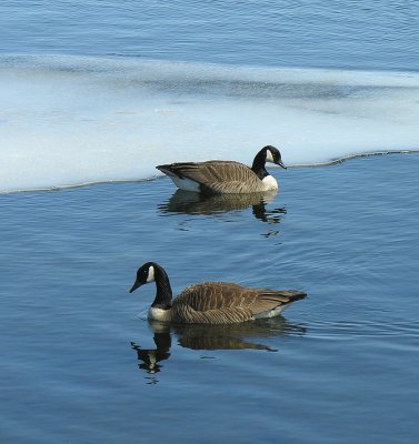 Canada Geese (Branta canadensis) - view 1