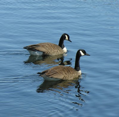 Canada Geese (Branta canadensis) - view 2