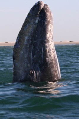 Gray Whales