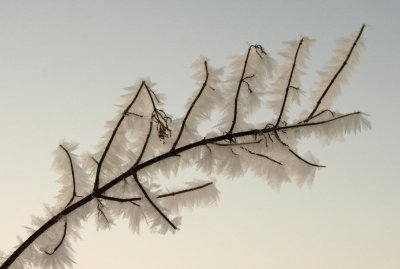 Frozen Grass