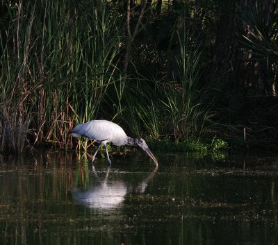 Wood Stork Feeding