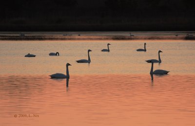 Seven Swans Aswimming