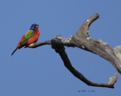 Painted Bunting-1