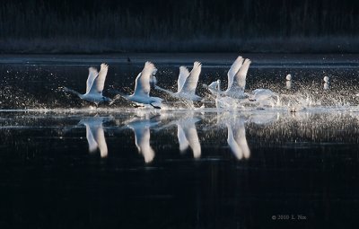 Swans' Ballet