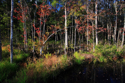 Autumn-in-the-Swamp-1